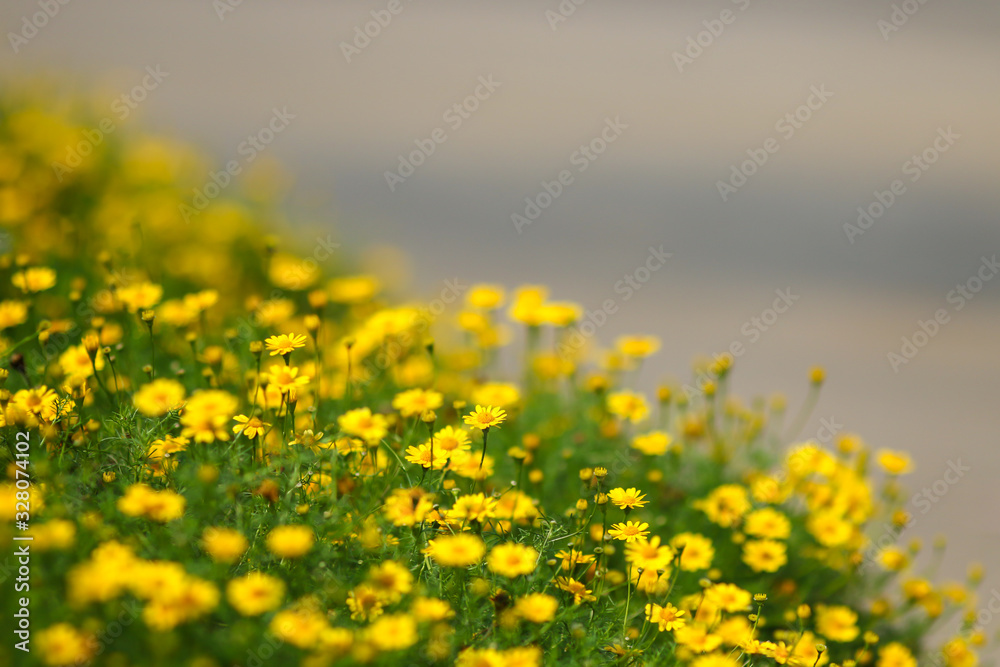 Obraz premium Yellow flower with blured copyspace background