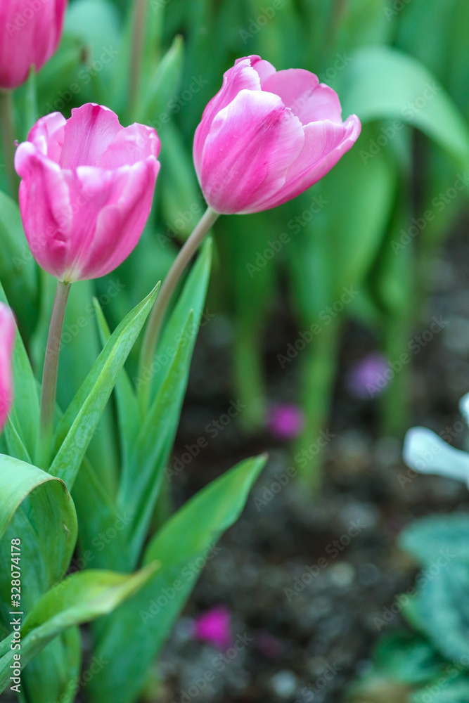 Beautiful tulip flowers with blured background in the garden. Pink tulip flowers. Beautiful tulip flowers with blured background in the garden. Pink tulip flowers.