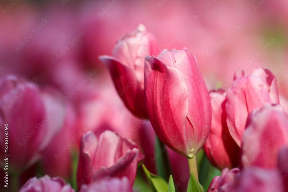 Beautiful tulip flowers with blured background in the garden. Pink tulip flowers. Beautiful tulip flowers with blured background in the garden. Pink tulip flowers.