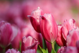 Beautiful tulip flowers with blured background in the garden. Pink tulip flowers.