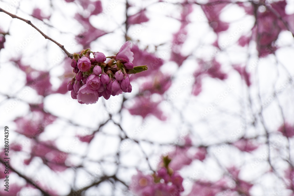 flowering flowering