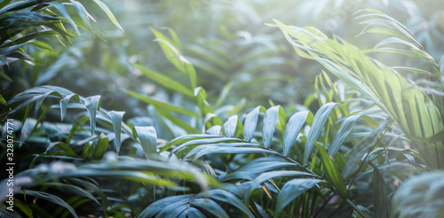 green leafs dark nature background