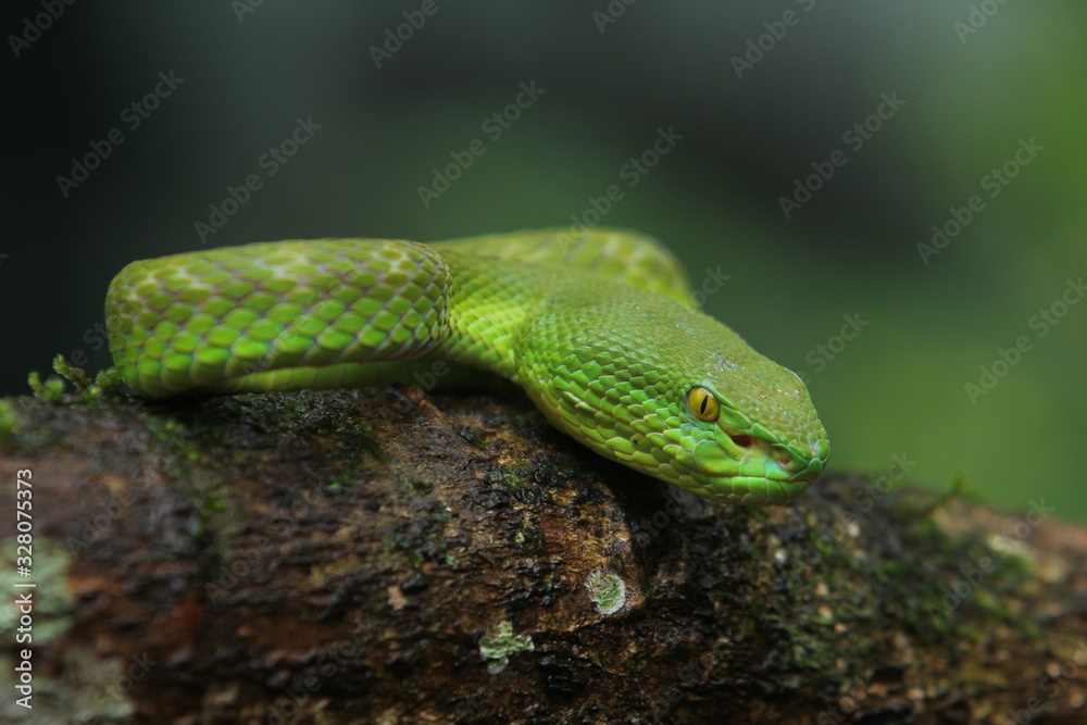 Green Viper Trimeresurus insularis is a venomous pit viper subspecies found in Indonesia and East Timor. Green Viper Trimeresurus insularis is a venomous pit viper subspecies found in Indonesia and East Timor.