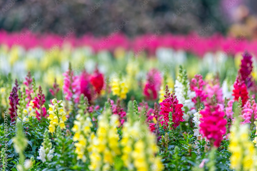 Obraz premium Colorful snapdragon flowers in beautiful flower field.