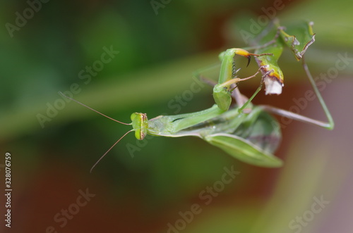  praying mantis acrobat looking at me