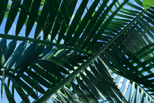 green leaf on tropical tree  summer in nature background