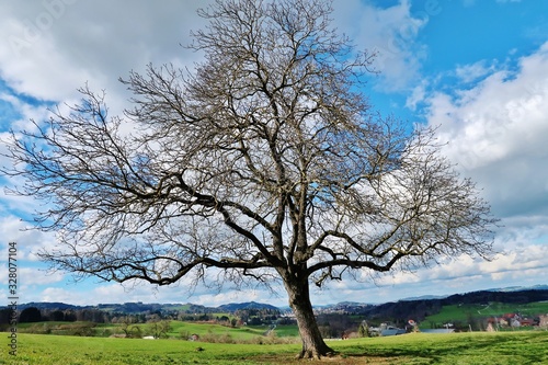 Kahler Obstbaum im Fr  hling