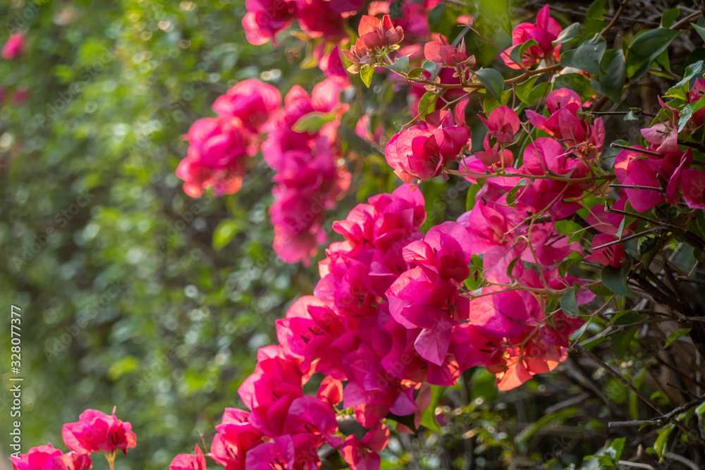 The branch of pink bouganvillea with green leaves in the garden with the sun light in the morning. The branch of pink bouganvillea with green leaves in the garden with the sun light in the morning.
