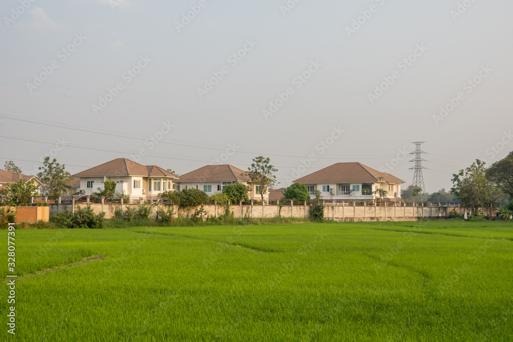 The green rice fields in the morning with houses from real estate or property with the high voltage pole and nice sky.