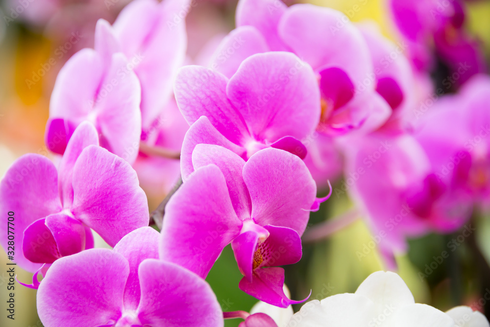 Beautiful orchard flowers blooming. Spring flowers in blossom Beautiful orchard flowers blooming. Spring flowers in blossom