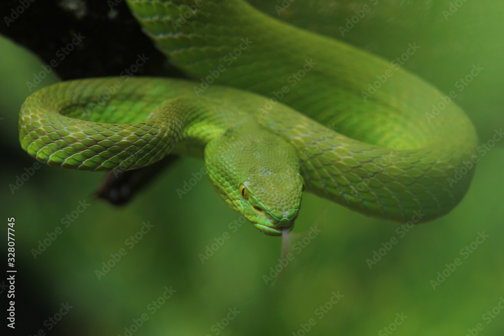 Green Viper Trimeresurus insularis is a venomous pit viper subspecies found in Indonesia and East Timor. Green Viper Trimeresurus insularis is a venomous pit viper subspecies found in Indonesia and East Timor.
