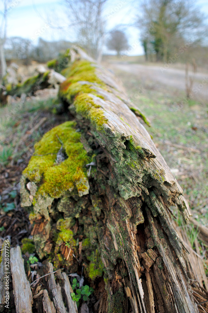 Alter Baumstumpf mit Moos - Sturmschaden Alter Baumstumpf mit Moos - Sturmschaden