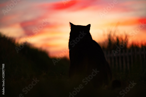 夕焼けを見つめる猫