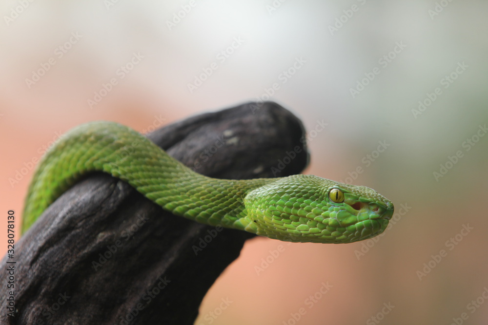 Obraz premium Green Viper Trimeresurus insularis is a venomous pit viper subspecies found in Indonesia and East Timor.