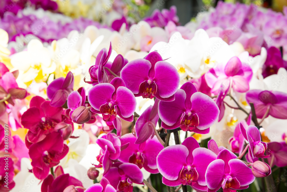 Beautiful orchard flowers blooming. Spring flowers in blossom Beautiful orchard flowers blooming. Spring flowers in blossom