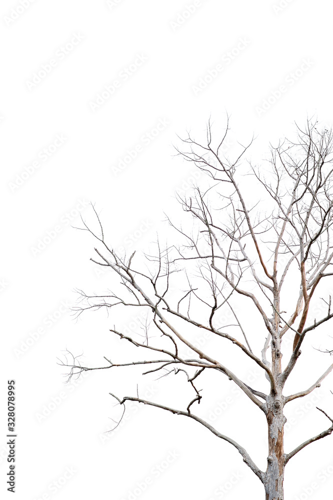 Dry twigs, dry trees on a white background Object concept