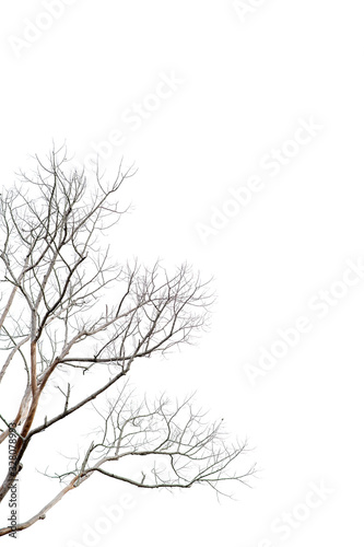 Dry twigs, dry trees on a white background Object concept © FOTO SALE