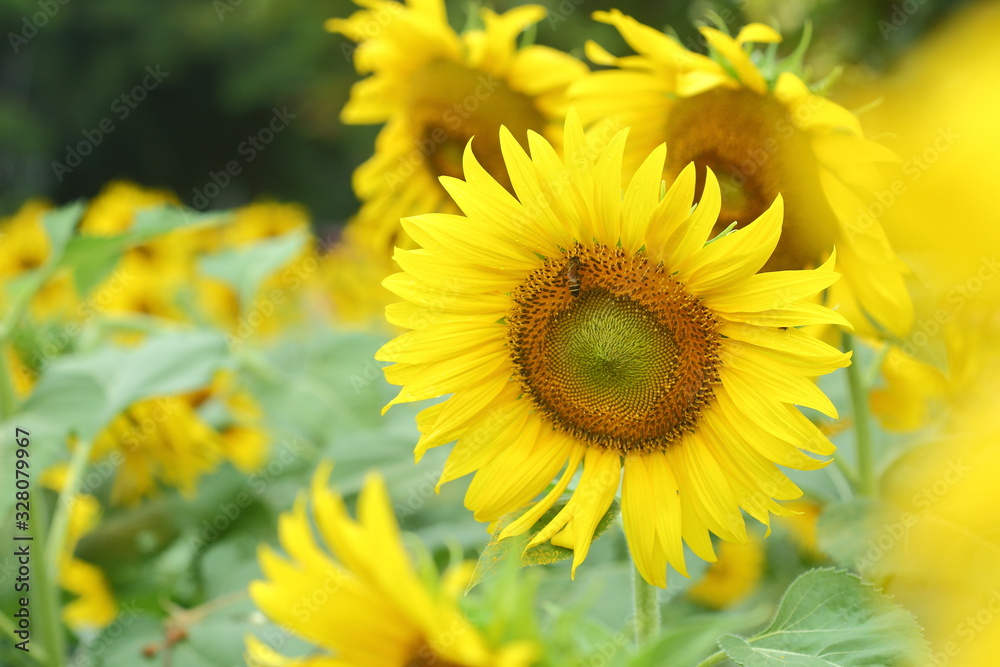 little bee feeding pollen on sunflower