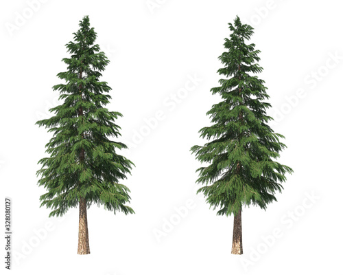 Coniferous trees on an isolated background. Spruce.