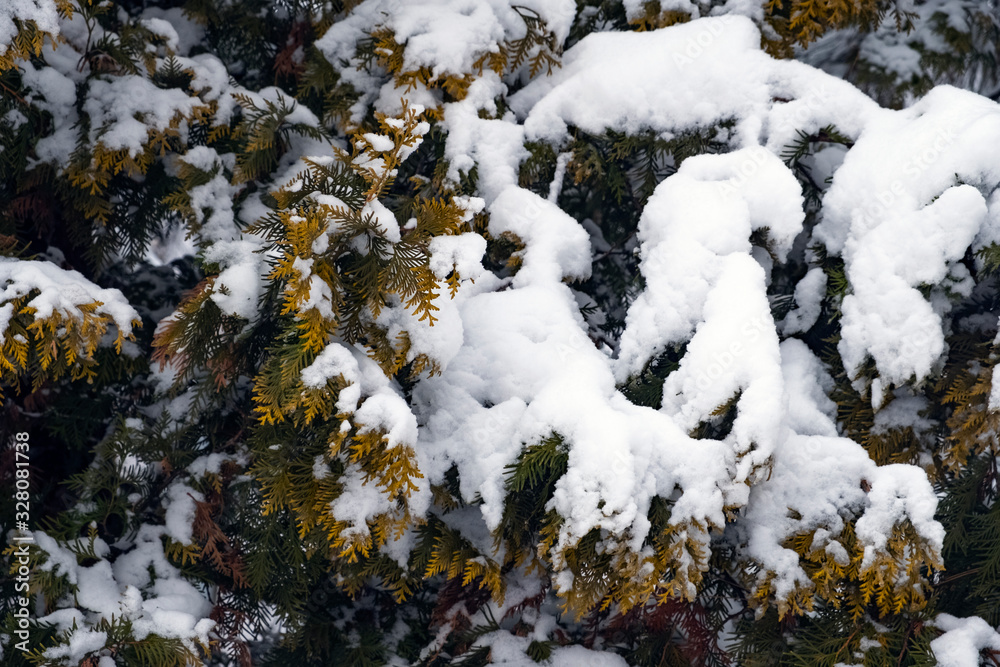 Thuya branch snow covered background. Snowy winter forest scene. Frost winter season. Thuya branch snow covered background. Snowy winter forest scene. Frost winter season.