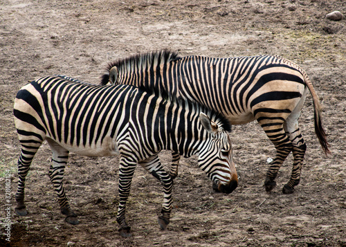 Zebras