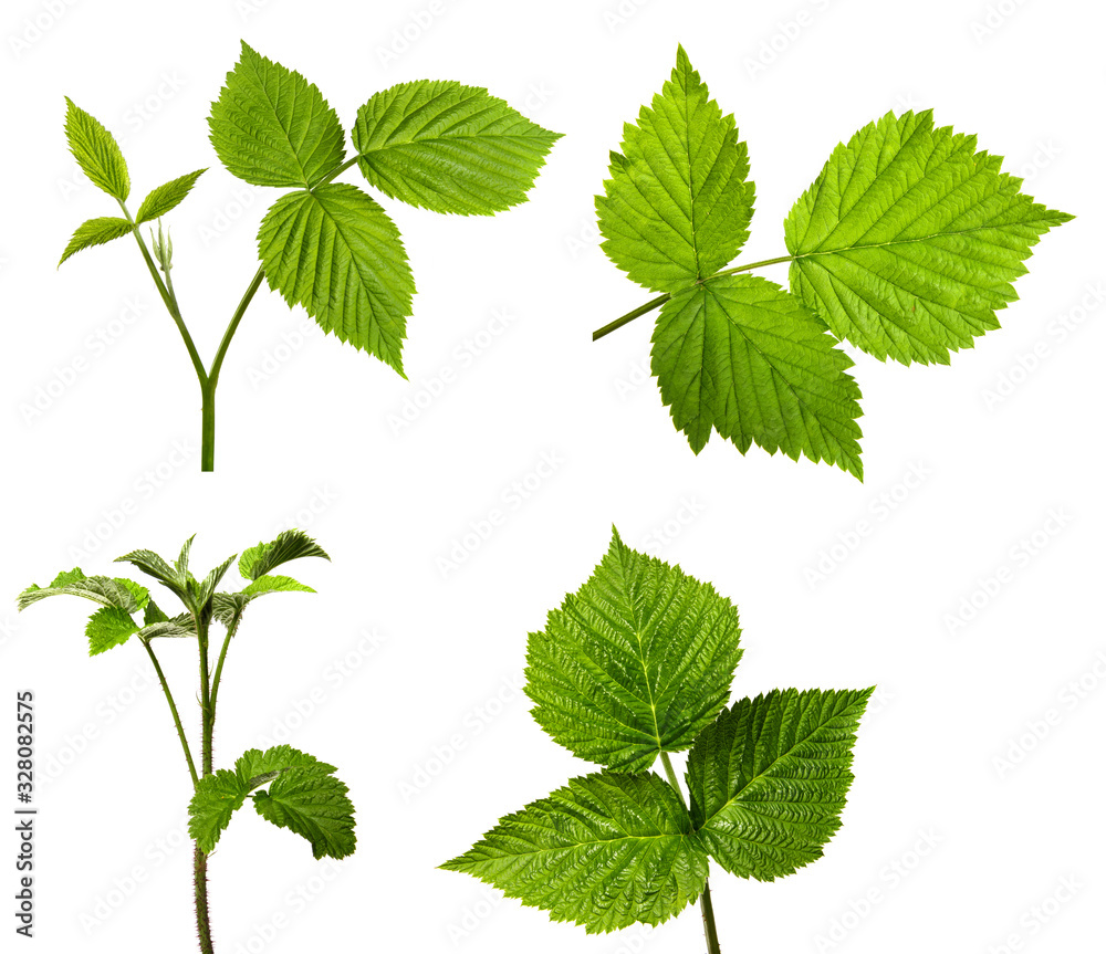 set of branches of raspberry bush on an isolated white background. Green leaf raspberry isolate. Sprout set of branches of raspberry bush on an isolated white background. Green leaf raspberry isolate. Sprout