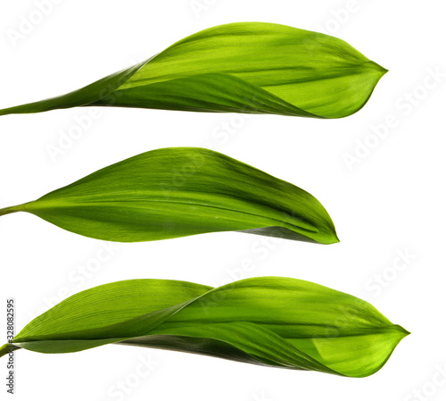 Lily of the valley leaves isolate. set. Green foliage of lily of the valley on a white isolated background.