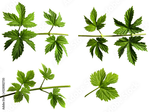 set of branches  hop bush with green leaves on an isolated white background. Hop stem with foliage, isolate