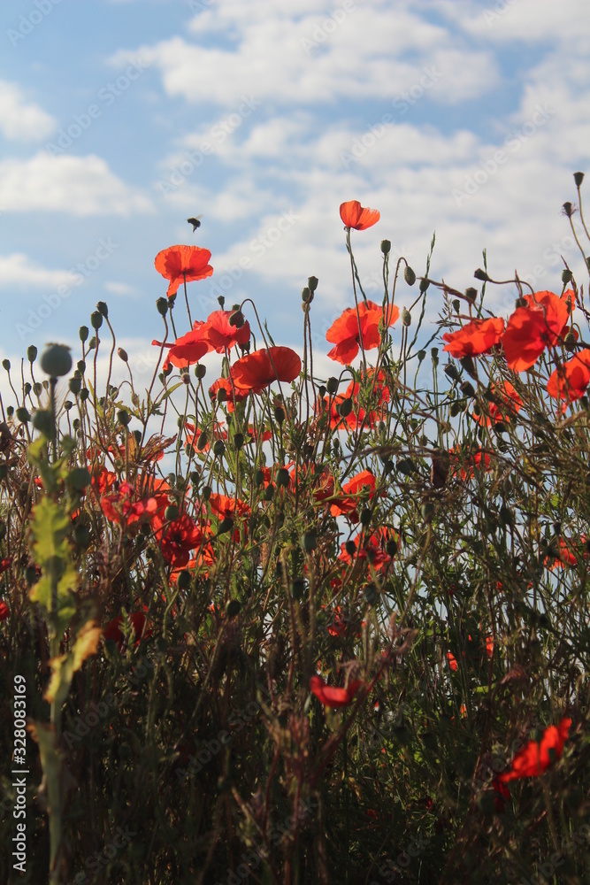 Red poppies taken against blue sky close up on summers morning In Britain UK - obrazy, fototapety, plakaty 