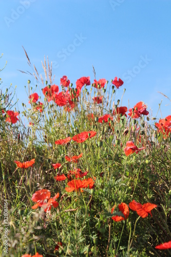 Red poppies taken against blue sky close up on summers morning In Britain UK