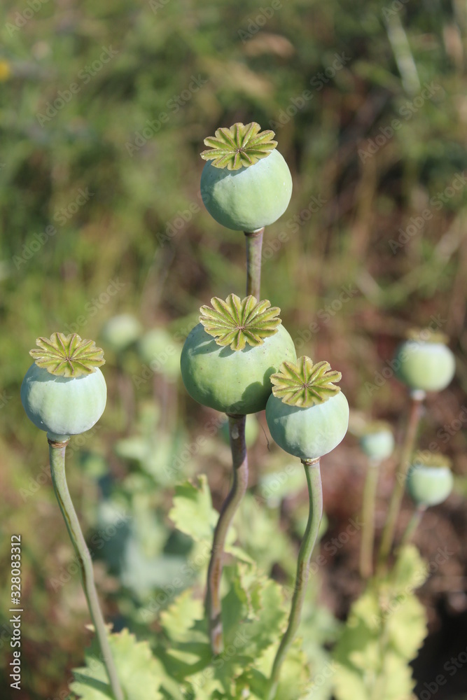 Poppy seed head close up on summers morning In Britain UK Poppy seed head close up on summers morning In Britain UK