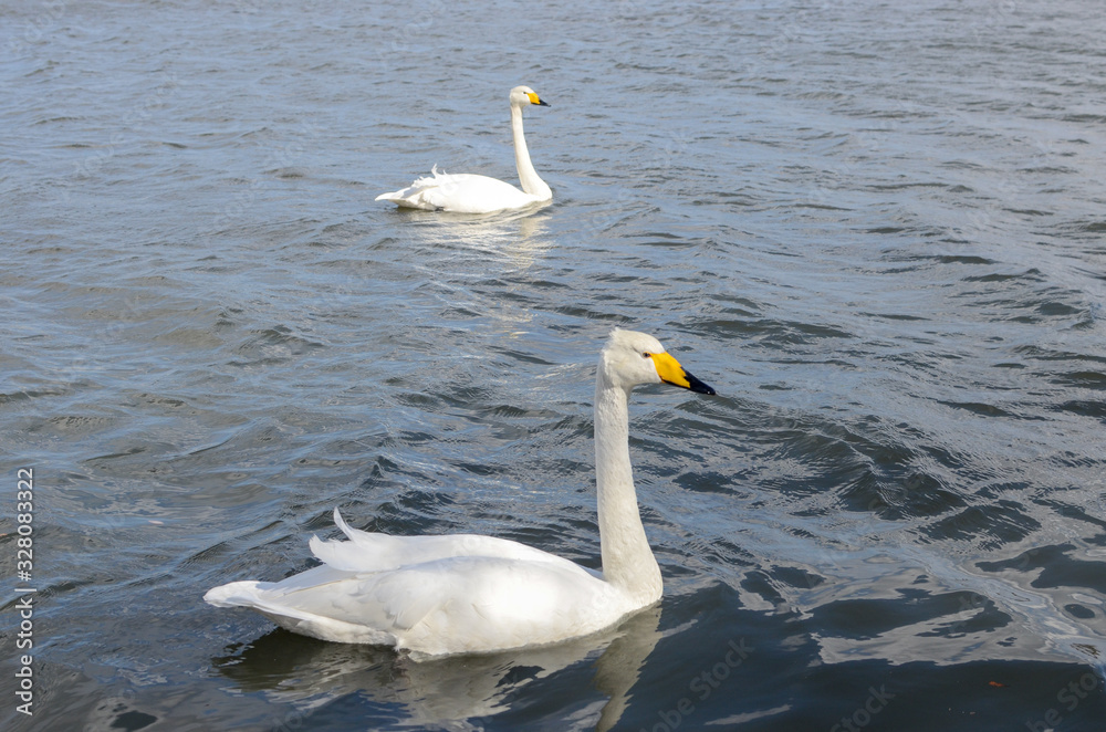 white swan on the lake white swan on the lake
