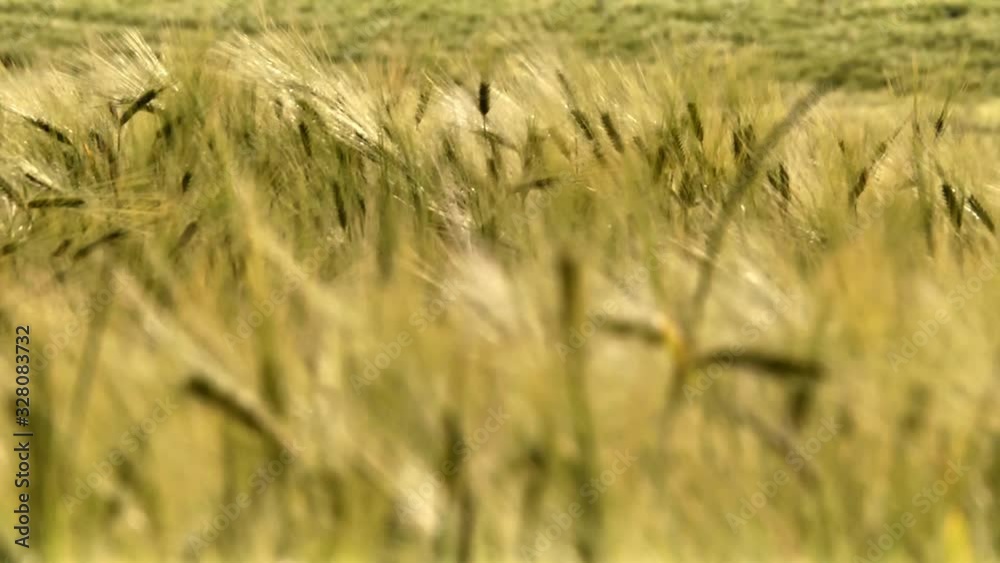 Field of wheat ears moved by the wind Field of wheat ears moved by the wind