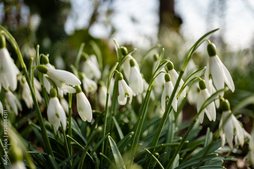 Fototapeta premium Frühling
