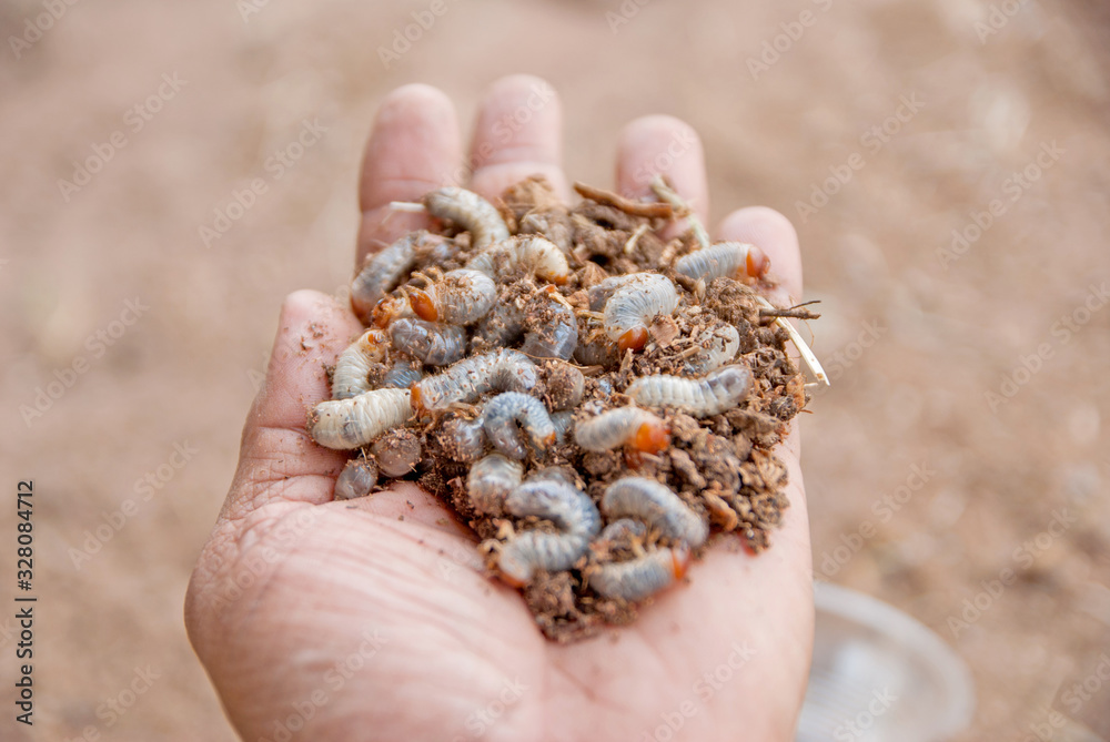 Caterpillar, Caterpillar from Thailand country Stock Photo Adobe Stock