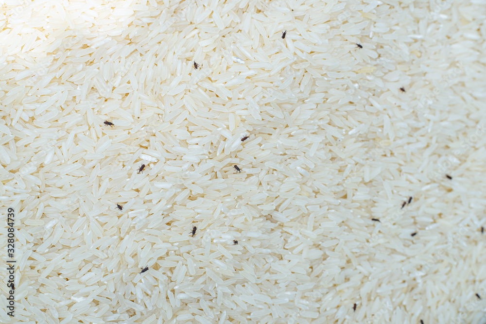 grain rice with many moth. grain rice with many moth.