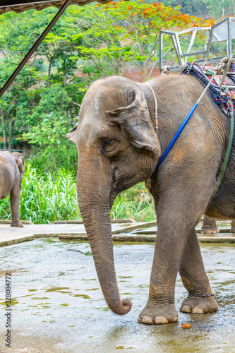 Elephants with saddle on a back in triopical park in Vietnam