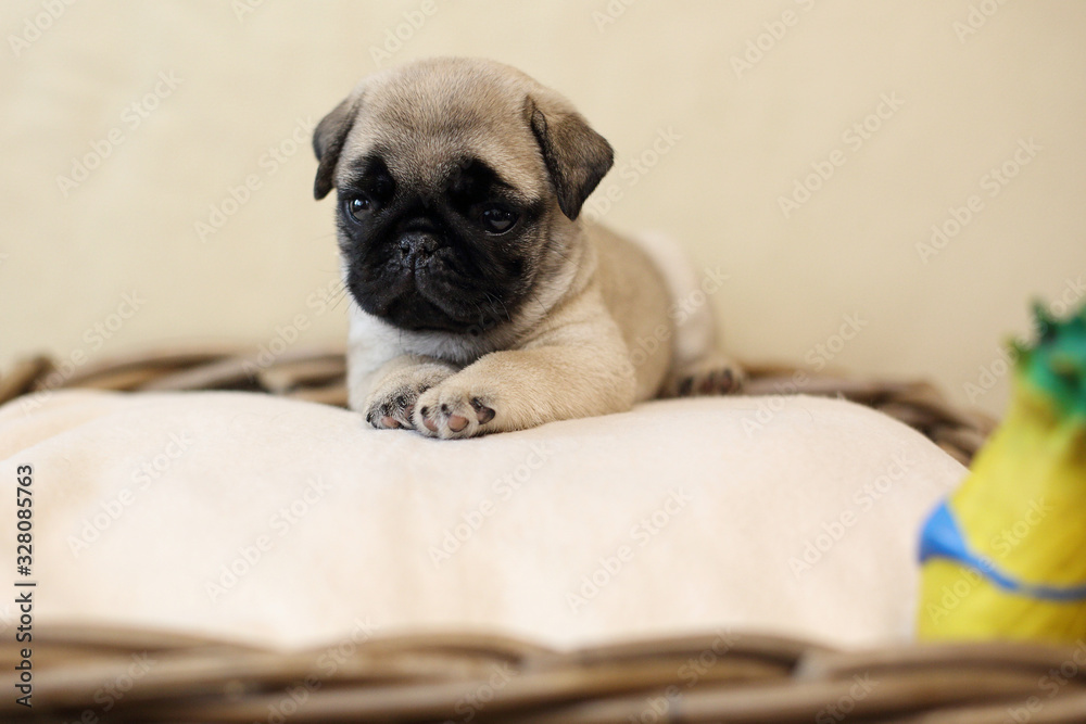pug puppies in a basket