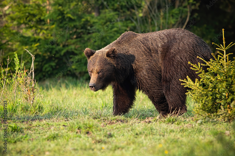 Majestic brown bear, ursus arctos, walking on a green meadow in springtime. Dominant male mammal looking with head down at sunrise. Wild animal moving alongside small tree.