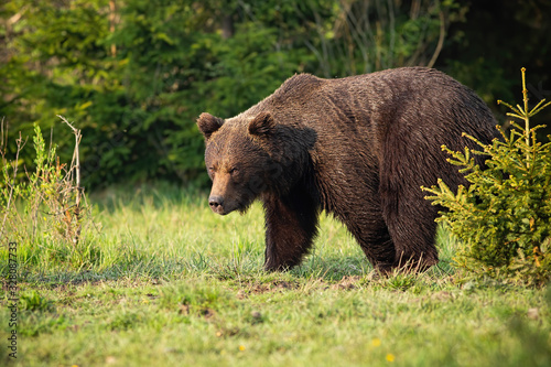 Majestic brown bear, ursus arctos, walking on a green meadow in springtime. Dominant male mammal looking with head down at sunrise. Wild animal moving alongside small tree.