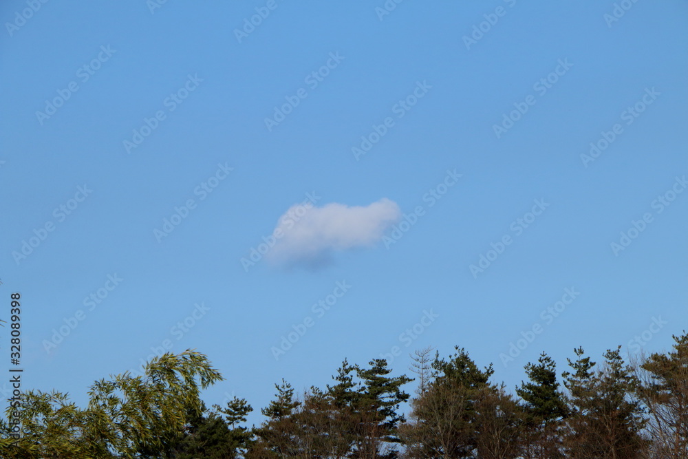 高い木の上に広がる青い空