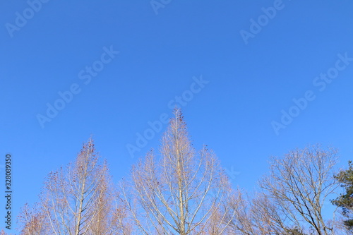 高い木の上に広がる青い空