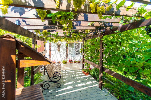 The back yard of the cottage with a wooden canopy made of beams - pergola. Grapes grow on the bars and create a shadow. Clusters of grapes are visible. There are paving slabs on the ground.