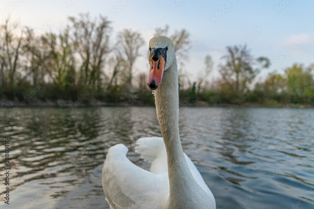 Obraz premium Schwan guckt in die Kamera auf einem See