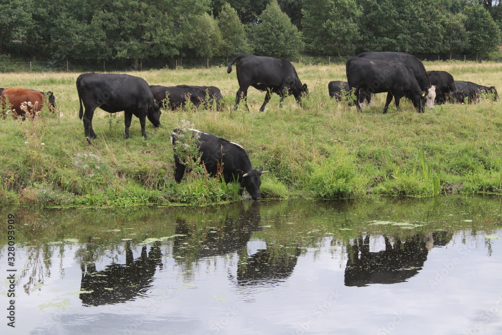 Cows,bullocks drinking from canal in the afternoon, Selby North Yorkshire, Britain, UK Cows,bullocks drinking from canal in the afternoon, Selby North Yorkshire, Britain, UK