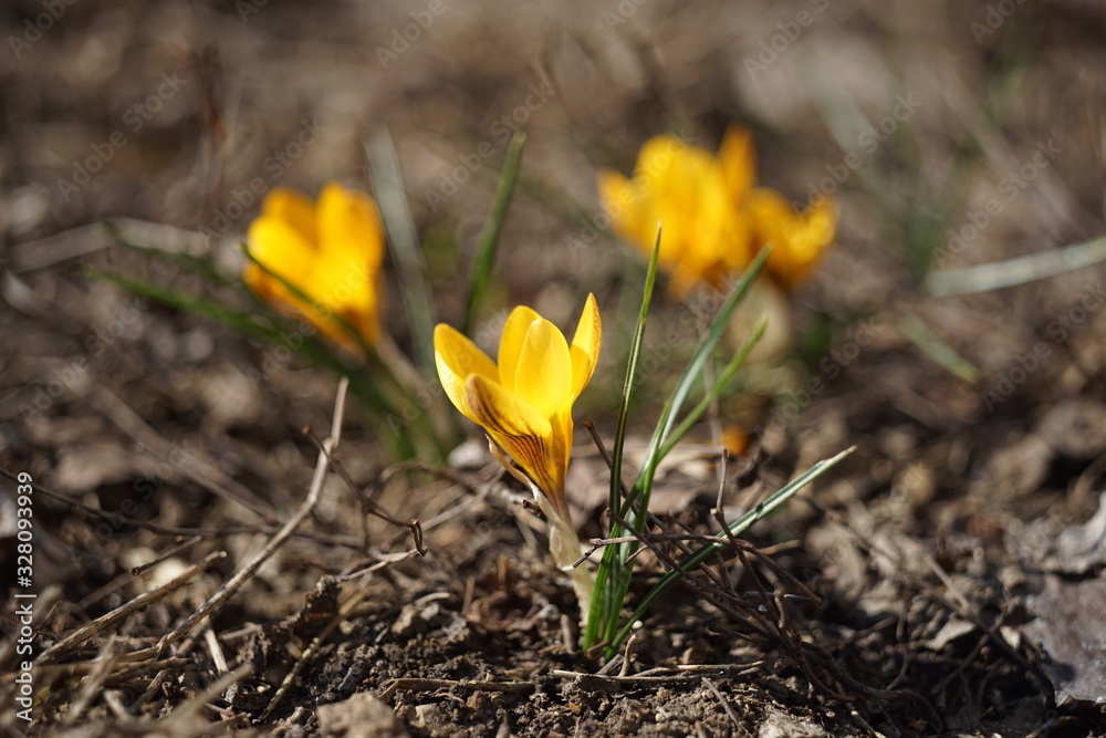 Yellow crocus flowers grow in sunny spring garden