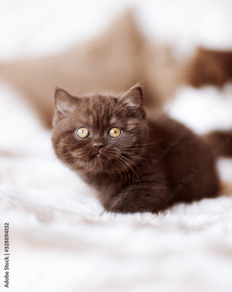 Britisch Kurzhaar Kitten in chocolate mit Bernstein Augen ganz verträumt und süß