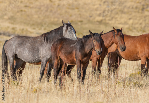 Wild Horses in the Utah Desert in Autumn