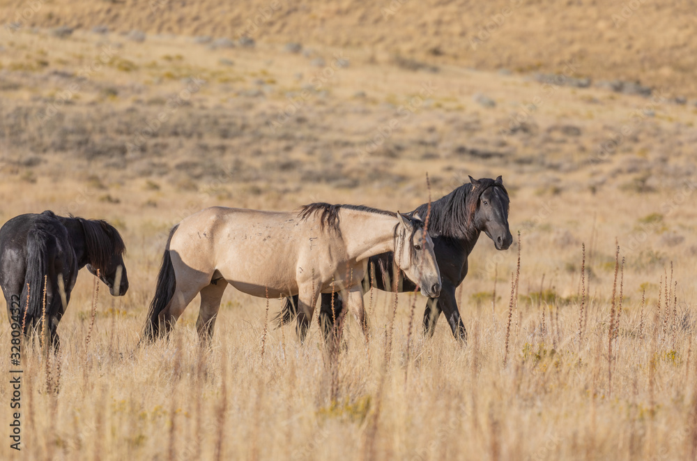 Wild Horses in the Utah Desert in Autumn Wild Horses in the Utah Desert in Autumn