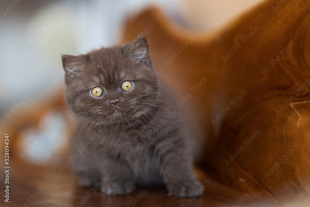 Niedliches Britisch Kurzhaar Kitten in chocolate-white